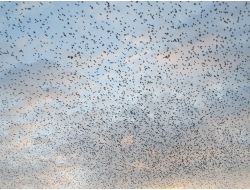 Binlerce Sığırcık Zeytinli Semalarında