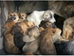 Erzincan Belediyesi Hayvan Barınağı İlçelere De Destek Oluyor