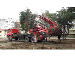 Elazığ'da Ağaçlar Özel Yöntemle Yer Değiştiriyor