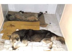 Osmaniye’de 7 Köpek Zehirlendi