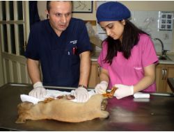 Kazada Yaralanan Yavru Köpeği Tedavi Ettirip Sahiplendi