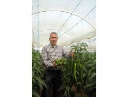 Virüse Ve Kök Hastalıklarına Dayanıklı Biber Tohumu Çiftçinin Umudu Oldu