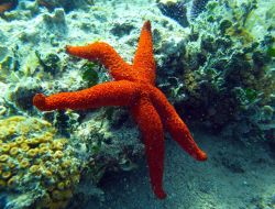 İzmir Körfezi'nde Deniz Altı Yaşam Da Canlandı