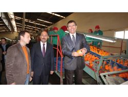 ''Narenciyede, Pazarın İstediği Çeşitler Keşfedildi''