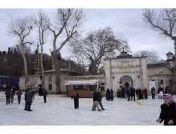 Çınar Ağaçlarının Asitle Kurutulduğu İddiasına Vatandaş Tepkisi