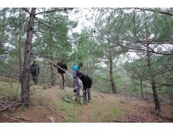 Sındırgı Ormanlarında Artan Çamkese Böceğiyle Mücadele Ediliyor