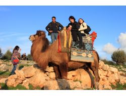 DEVE TURLARINA BÜYÜK İLGİ