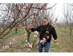 Sındırgı'da Meyve Ağaçları Aldandı