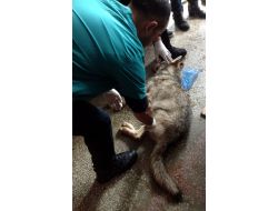Köylüler, Hasta Kurdu Veterinere Götürdü