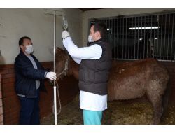 Osmangazi Belediyesi, Çukura Düşen Atın Şiddete Maruz Kaldığını Tespit Etti