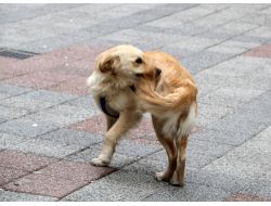 Kuyruğunu Yakalamaya Çalışan Köpek, İlgi Odağı Oldu