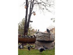 Mamak’ta Parklara Kuş Yuvaları Yerleştirildi