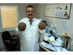 Gölevez Cipsi Patatese Alternatif Olacak