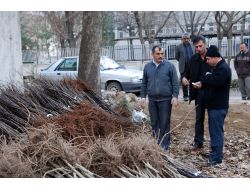Elbistan'da 6 Bin Elma Fidanı Dağıtıldı