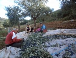 Kuşadası'nda Zeytin Hasadı Gecikti