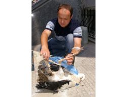 Türkiye’deki Leyleklerin Korunması Protokolü İmza Aşamasında