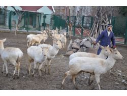 Sincan Evcil Hayvanlar Parkı Ziyaretçilerini Bekliyor