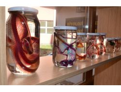 Çomü Zooloji Müzesi Kuruldu