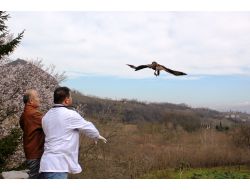 Tedavisi Yapılan Şahin Doğaya Salındı