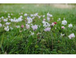 Baharın Müjdecisi Dağ Laleleri Yüzünü Gösterdi