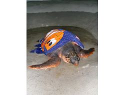 Orman Ve Su İşleri Bakanlığı, Yaralı Bin 92 Yabani Hayvanı Tedavi Ettirdi