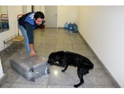 Narkotik Köpekleri Uyuşturucu Çetelerinin Korkulu Rüyası