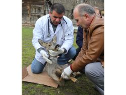 Yaralı Karacalar Tedavi Ediliyor