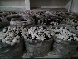 Kadınlar Mantar Yetiştirerek, Aile Bütçelerine Katkıda Bulunuyor