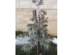 Yozgat'ta Buz Tutan Ağaç Dalları Avize Görüntüsü Oluşturdu