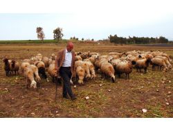 Gündüz Çoban Gece Sanatçı