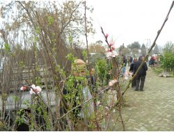 Ödemiş'te Fidan Dikimi Hızlandı