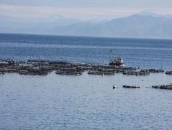 Perşembe'de Balık Havuzlarının Ağları Kesildi