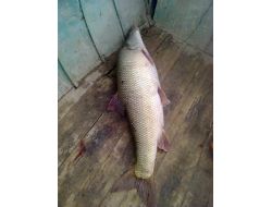 Çemişgezekli Balıkçılar 40 Kiloluk Turna Avladı