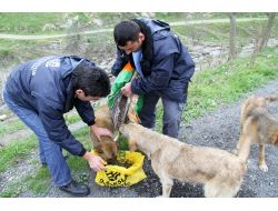Sokak Hayvanları Belediyenin Korumasında
