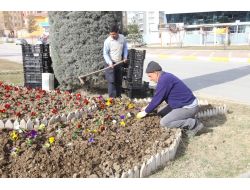 Elazığ Menekşelerle Renkleniyor