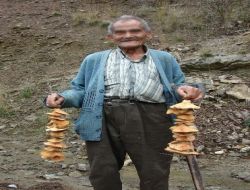 Çilekli Mantar Köylünün Gelir Kapısı Oldu