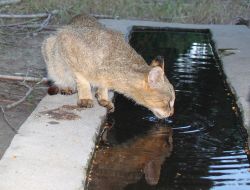Adana'da Nesli Tükenmekte Olan 71 Saz Kedisinin Varlığı Belirlendi
