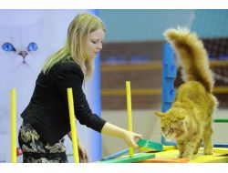 Rusya’da Şişman Kediler Yarıştı