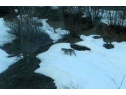 Pülümür Vadisi'nde 2 Vaşak Görüntülendi