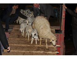 Afyonkarahisar’da Koyun Meselesi Çözüldü