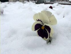 Erzincanlılar Güne Karla Uyandı