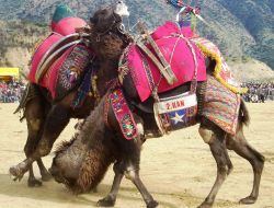 Kuşadası’nda Develer Arenaya Gecikmeli Çıkacak