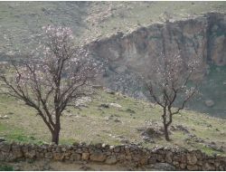Çiçek Açan Bademler Baharı Müjdeledi