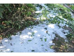 Kozan’da Etkili Olan Dolu Ekili Alanlara Zarara Yolaçtı