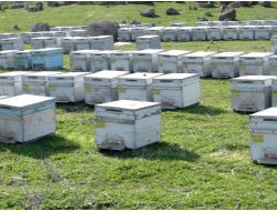 Arıcılar, Cizre’yi Tercih Ediyor