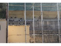 152 Kelaynak Kuşu Doğaya Kanat Çırptı