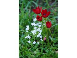 Side'ye Erken Gelen Bahar, Doğa Ve Eko Turlarını Artırdı