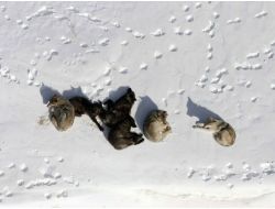 Rusya’da Kurtlar 10 Yaşındaki Bir Çocuğu Parçaladı