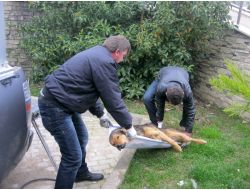 İzmit Belediye Zabıtası, Yaralı Köpekleri Sedyeyle Taşıyor