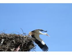 Baharın Müjdecisi Leylekler Gelmeye Başladı